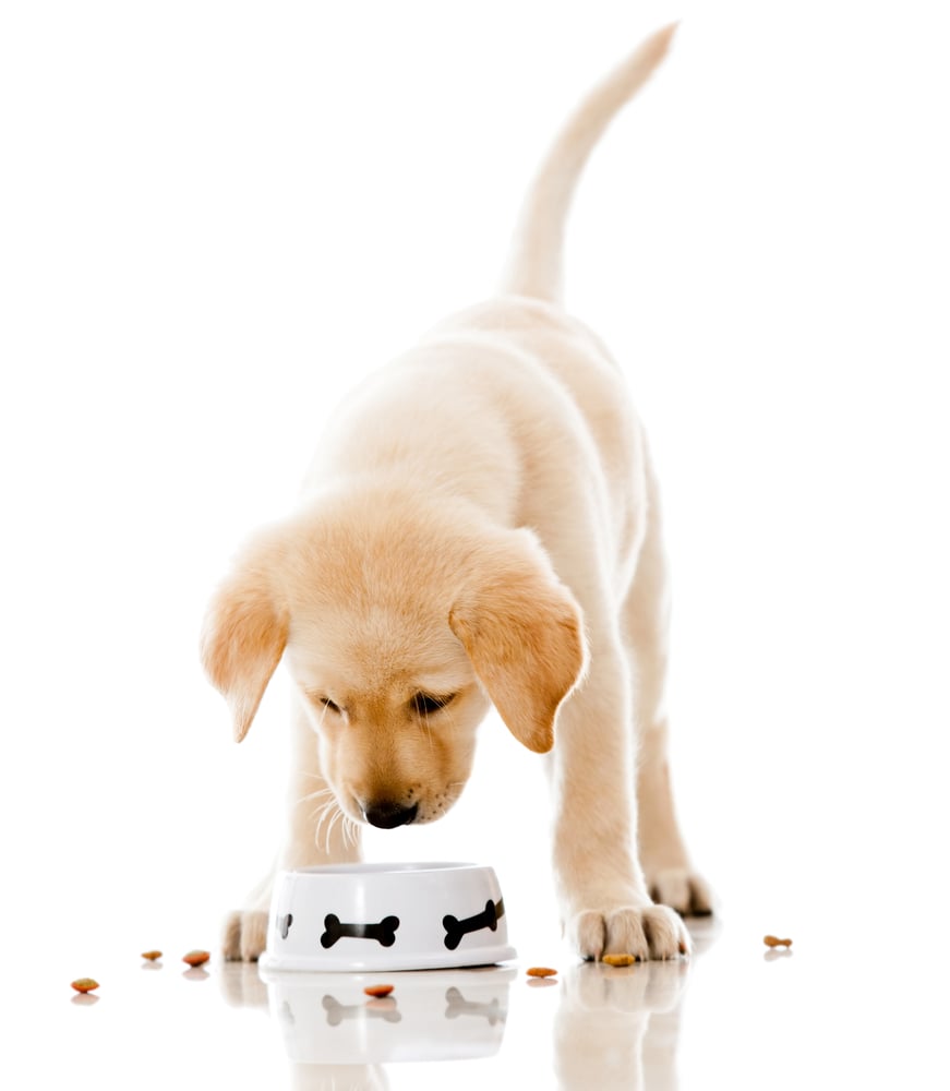 Cute puppy eating dog food - isolated over a white background-1