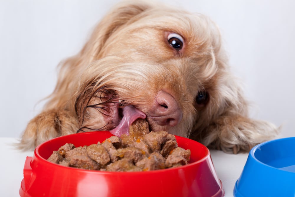Funny dog eating food from red bowl
